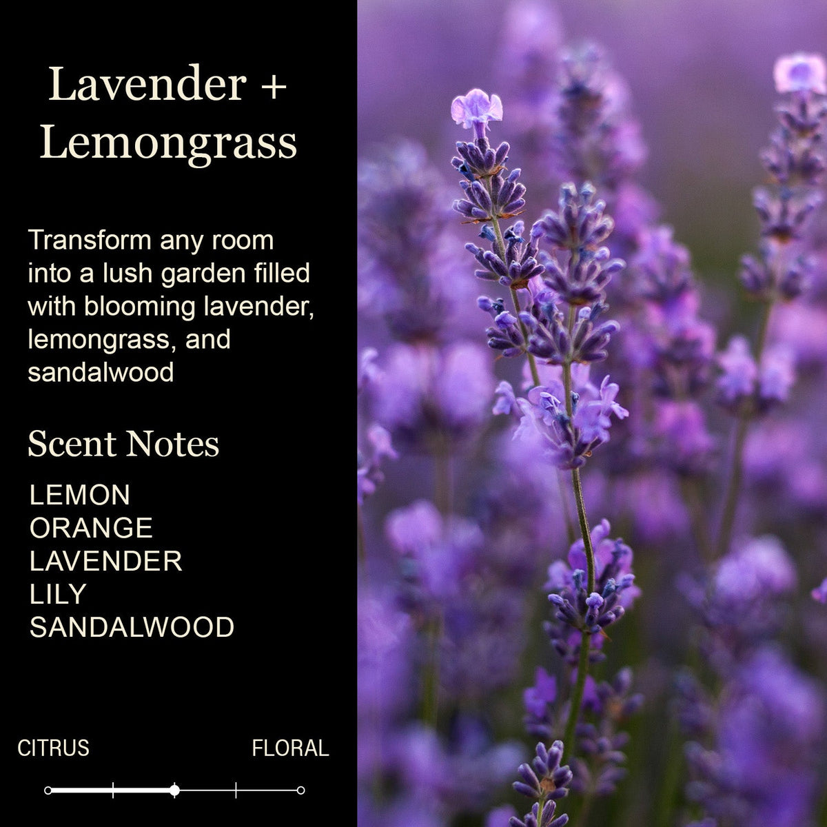 New Home Candles - Adventures And Memories Sunlit Lavender